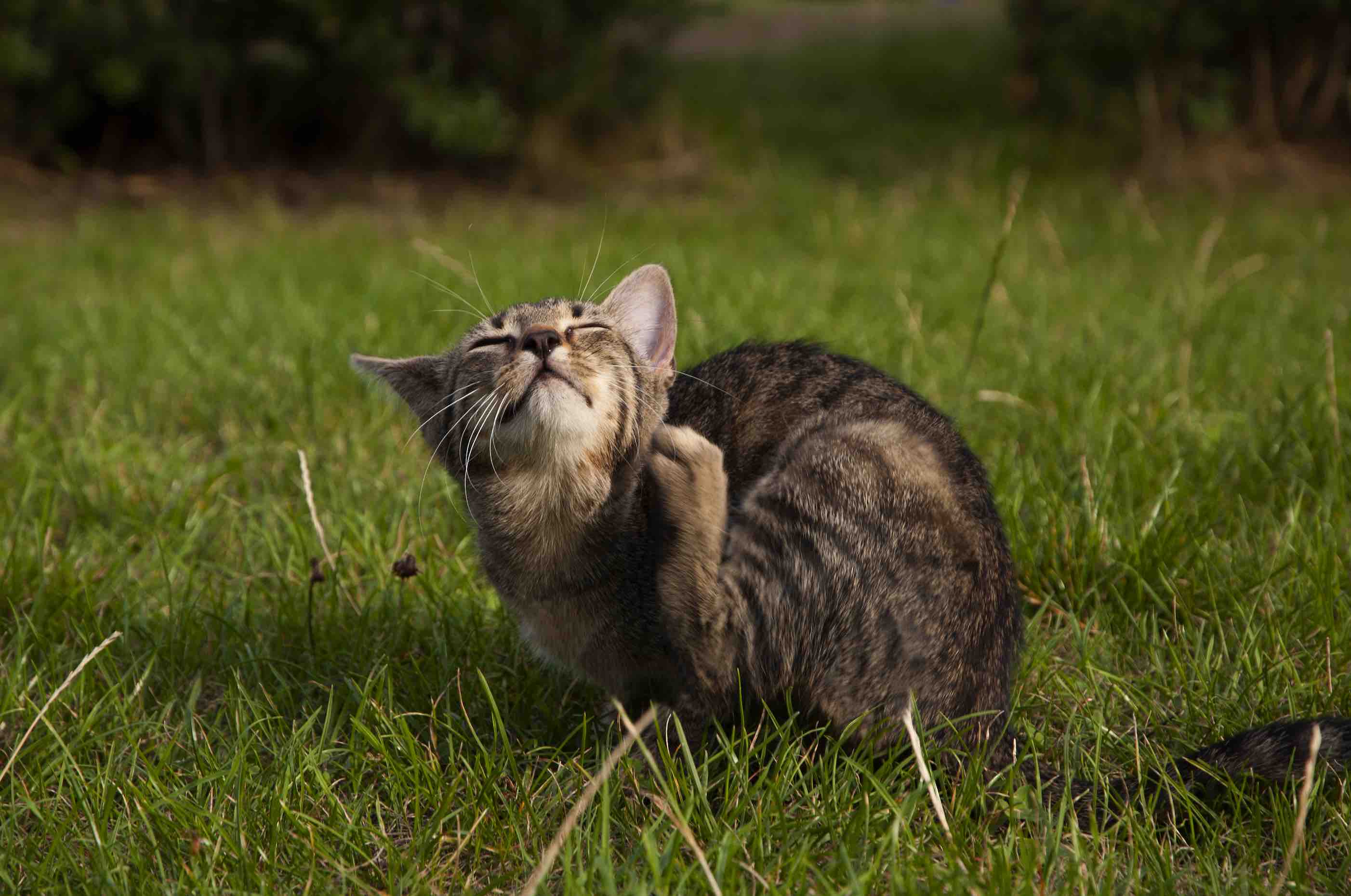 Dermatite allergique aux piqûres de puces (DAPP) chez le chat